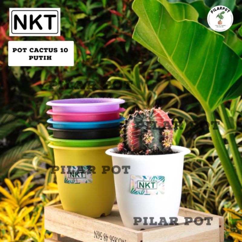 Pot bunga warna warni CACTUS 10cm untuk tanaman mini - cactus 10