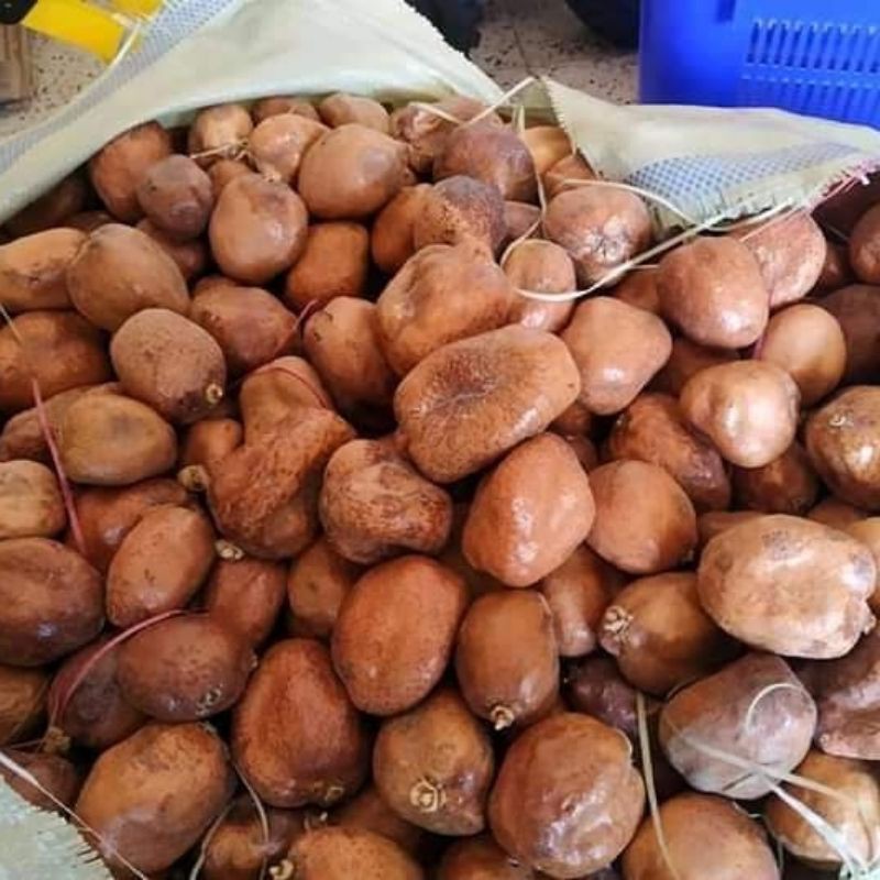 

buah zuriyat zuriat dhoum untuk promil 10kg