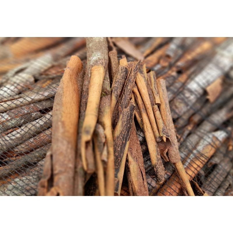 

cinnamon/cassiavera/kayu manis ( KATP )