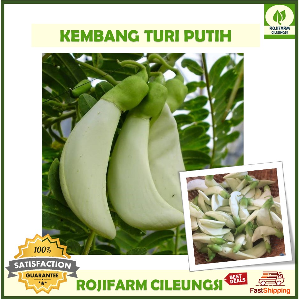 

Kembang Turi Putih Segar 250gr Organik Premium Quality