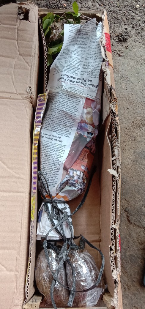 Tanaman Hias Bunga Bougenville / Bugenville / Bunga Kertas Id Hawai Cherry Blossom Bibit Original