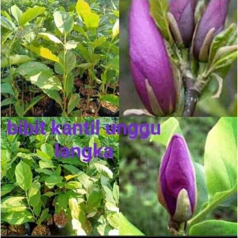 bibit bunga kantil ungu