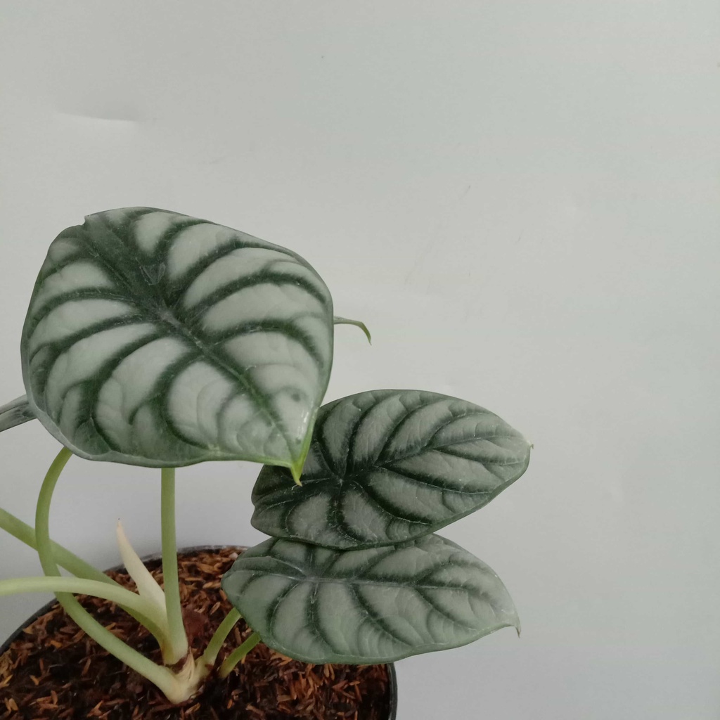 Alocasia Silver Dragon - Tanaman Hias Alocasia Silver Dragon