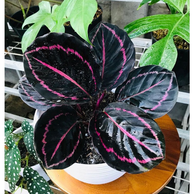 Calathea black lipstik  - calathea black lipstik