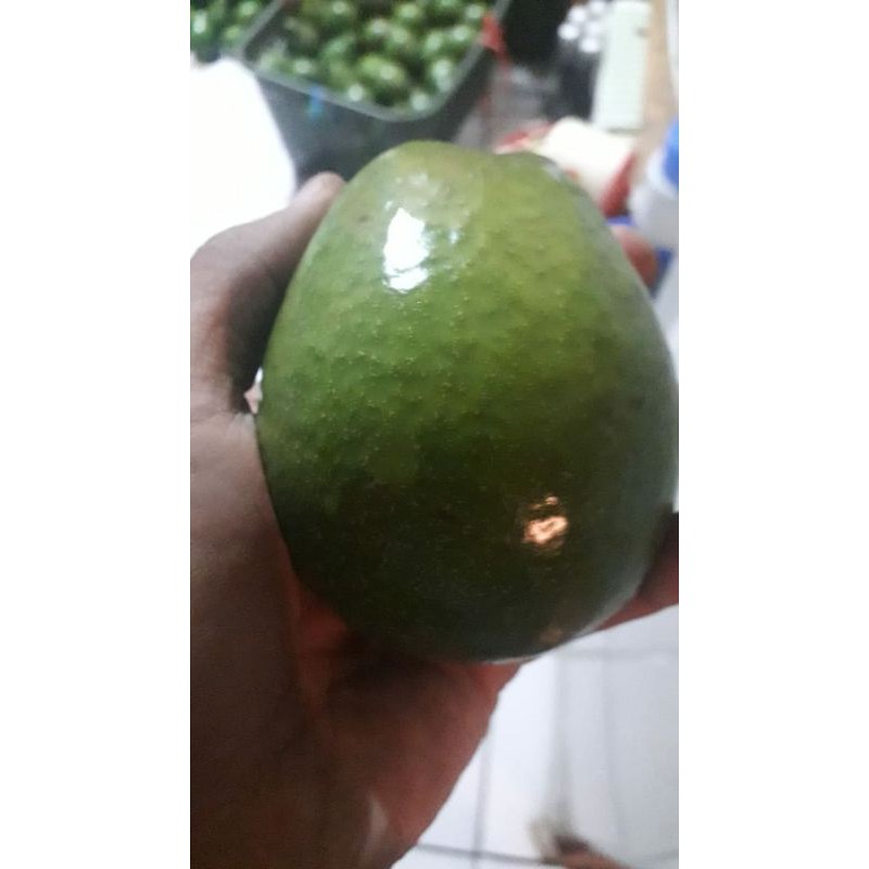 Alpukat Mentega Lokal Garut (Ukuran Besar Kualitas Super Market)