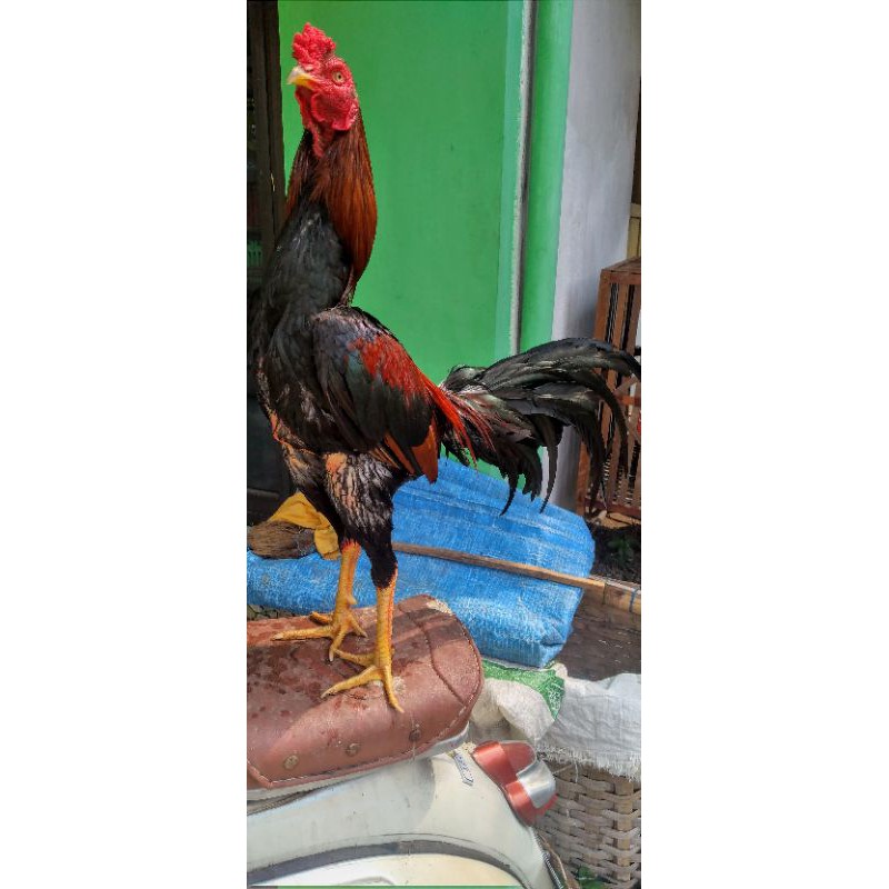 

ayam birkok