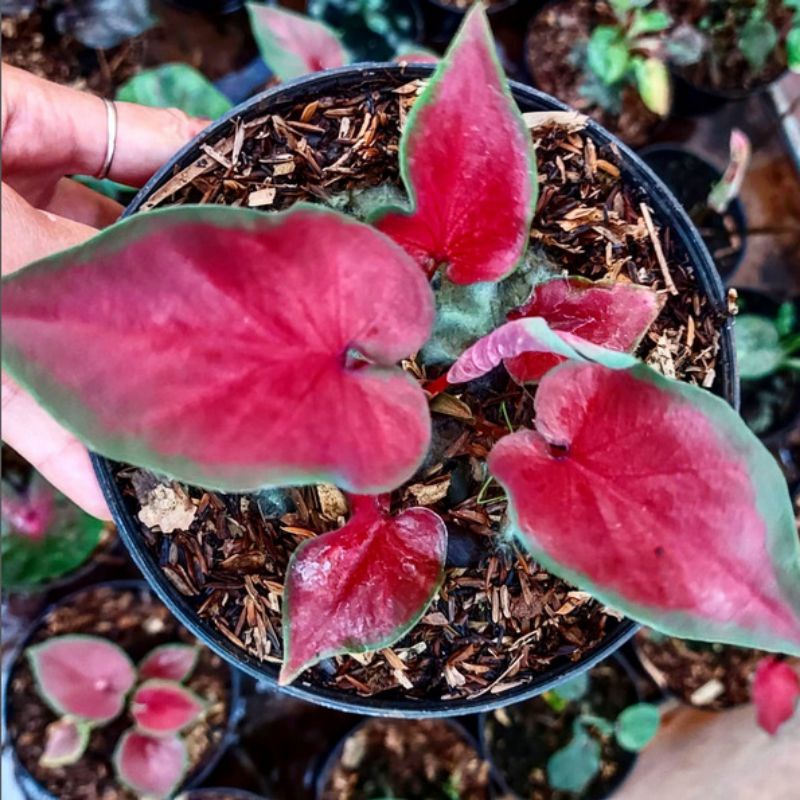 Caladium Anggur Merah Tanaman Keladi Hias Bibit Anggur Merah Murah Ratudaun Nursery