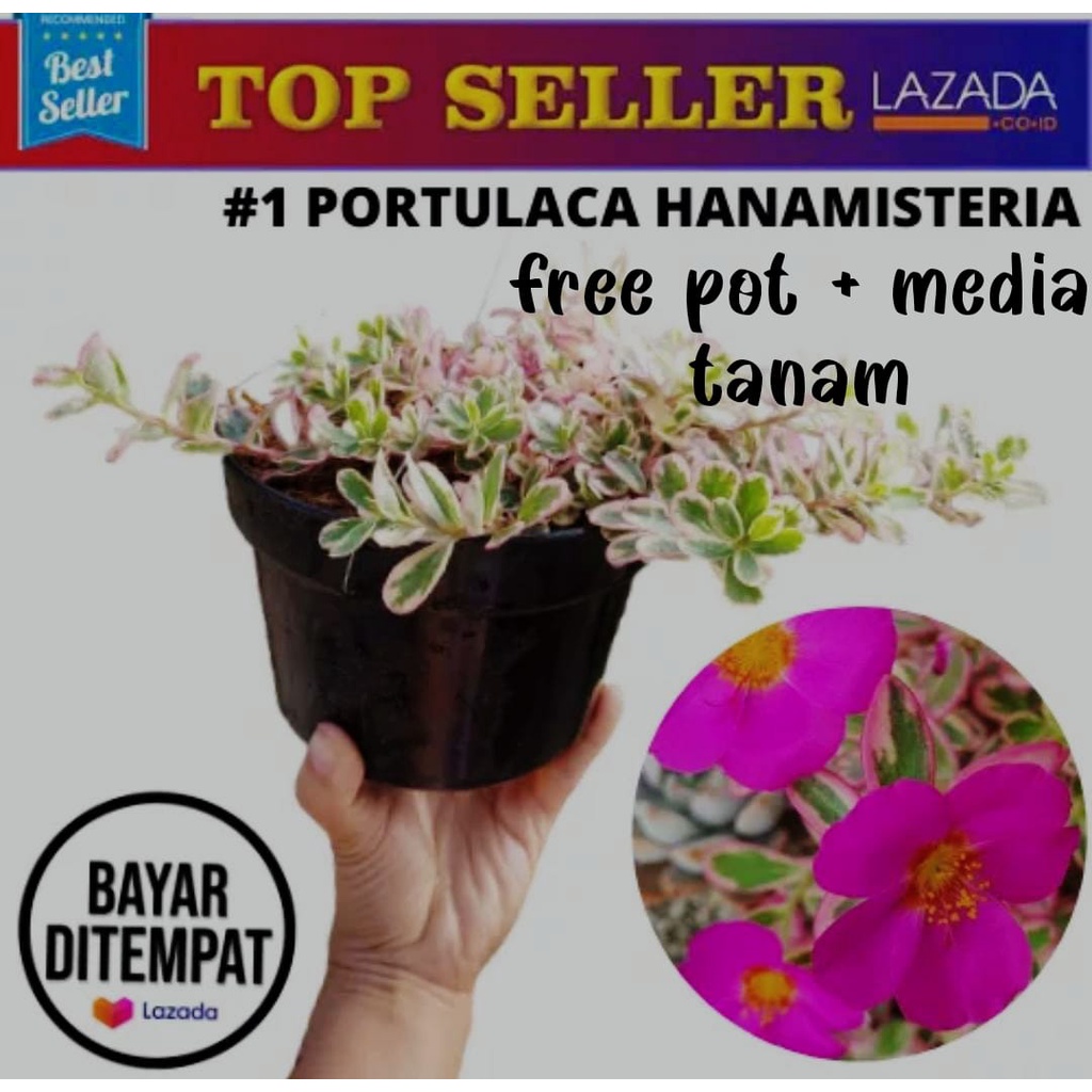 TANAMAN HIA PORTULAPA PINK (FREE POT+MEDIA TANAM)