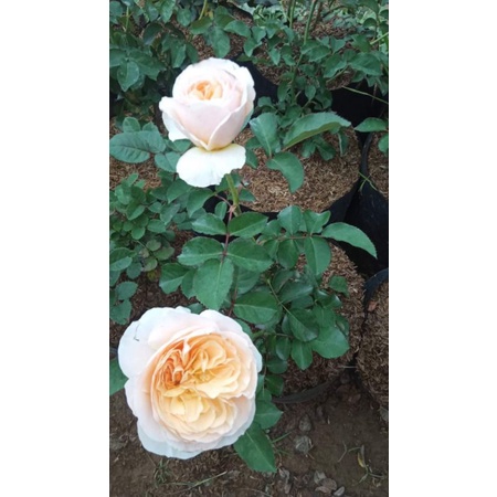 Bibit Bunga Mawar potong murah dijual per 10 pohon