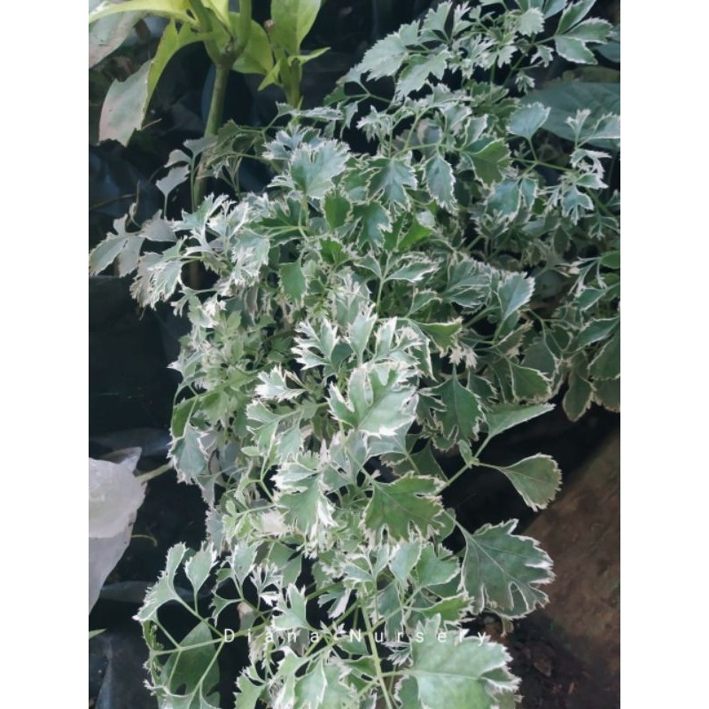 Kedondong Laut Variegata/Kedondong Laut Varigata/Bahan Bonsai