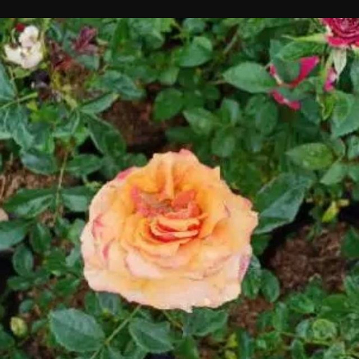 Tanaman bunga mawar hidup/mawar asli