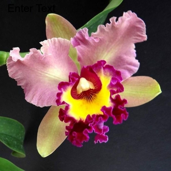 (COD) bibit anggrek dendrobium bunga kering