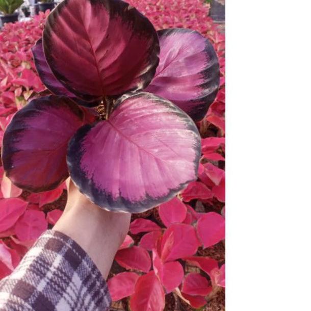 calathea Crimson ungu