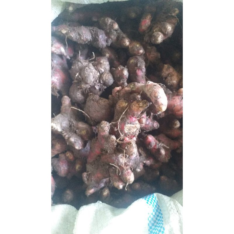 

Jahe Merah kampung 1Kg