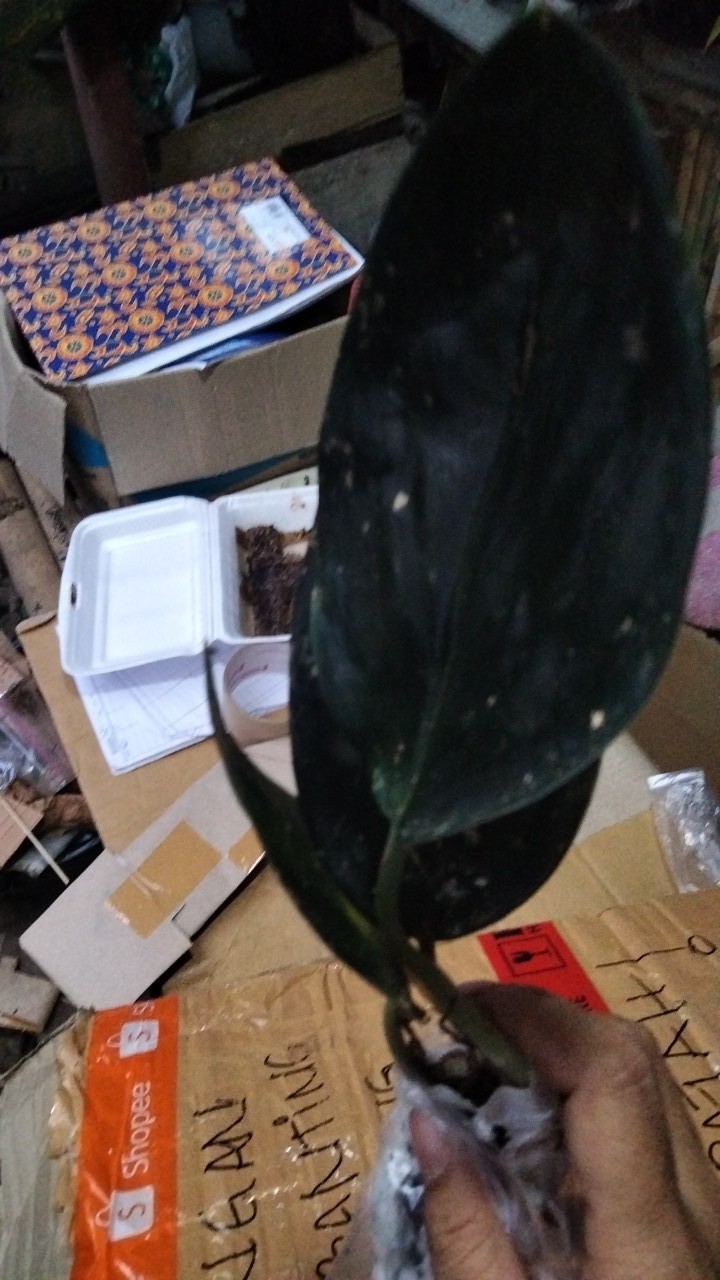 Paket Ekonomis Sc Monlight 30 & Sc Treuby Drak 20(300rb)