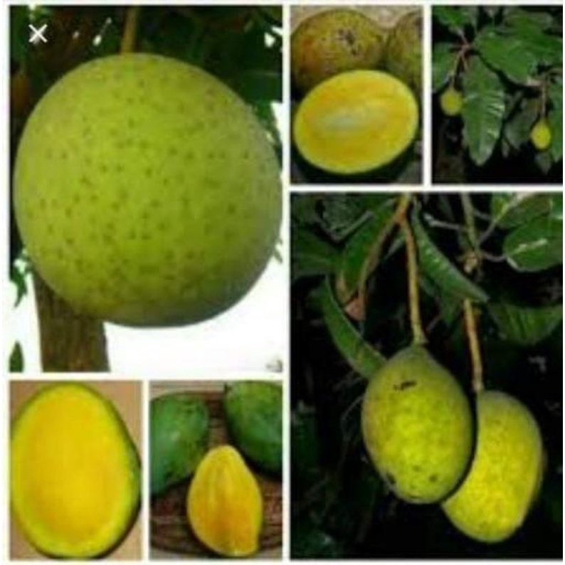 Bibit Mangga Kweni/Pakel Thailan Okulasi