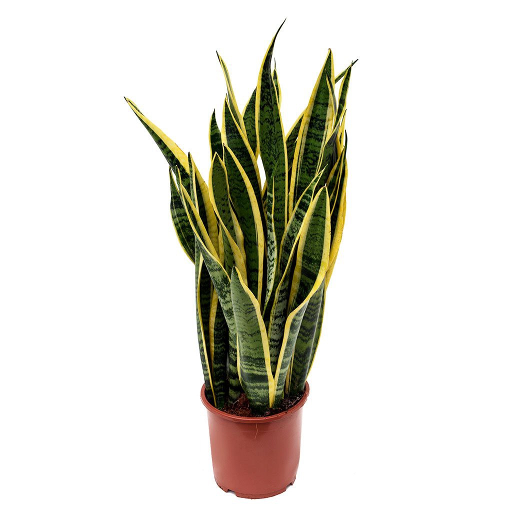 Tanaman lidah mertua Snake Plant jenis Sansevieria trifasciata