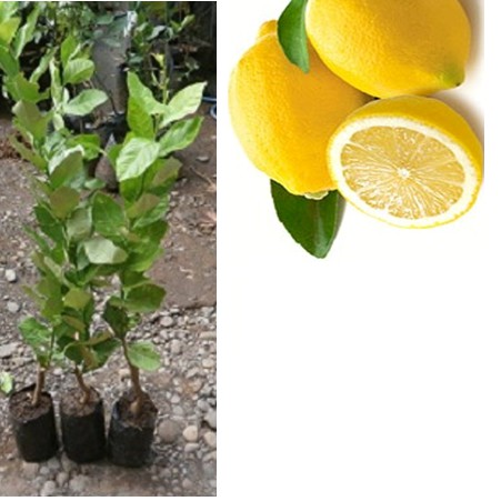 Bibit Tanaman Pohon Jeruk Lemon Tea Bibit Jeruk Lemon Tea Buah Jeruk Lemon Tea