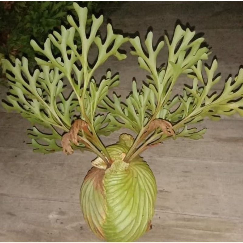 Jual TANAMAN TANDUK RUSA KHAS KALTENG (platycerium ridleyi size L) BELI ...