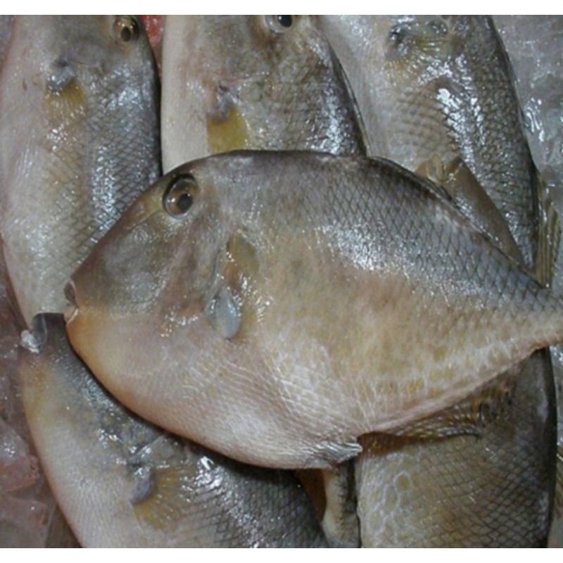 

Ikan Ayam Ayam Fresh 1kg