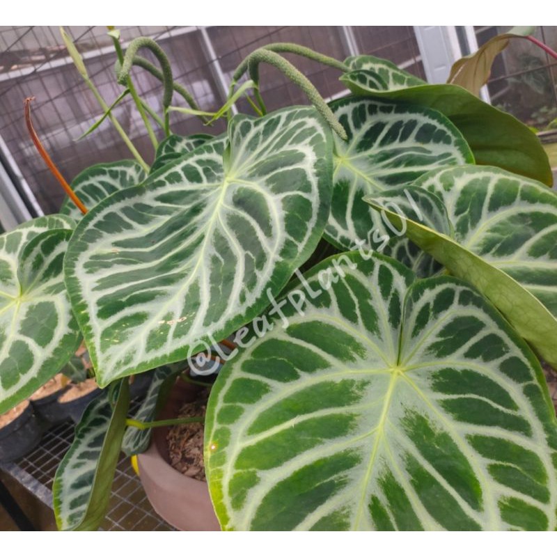 Anthurium Kuping gajah dorayaki mangkok