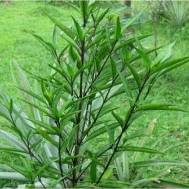 

Bubuk gondoroso/gandarusa daun kemasan 100gram