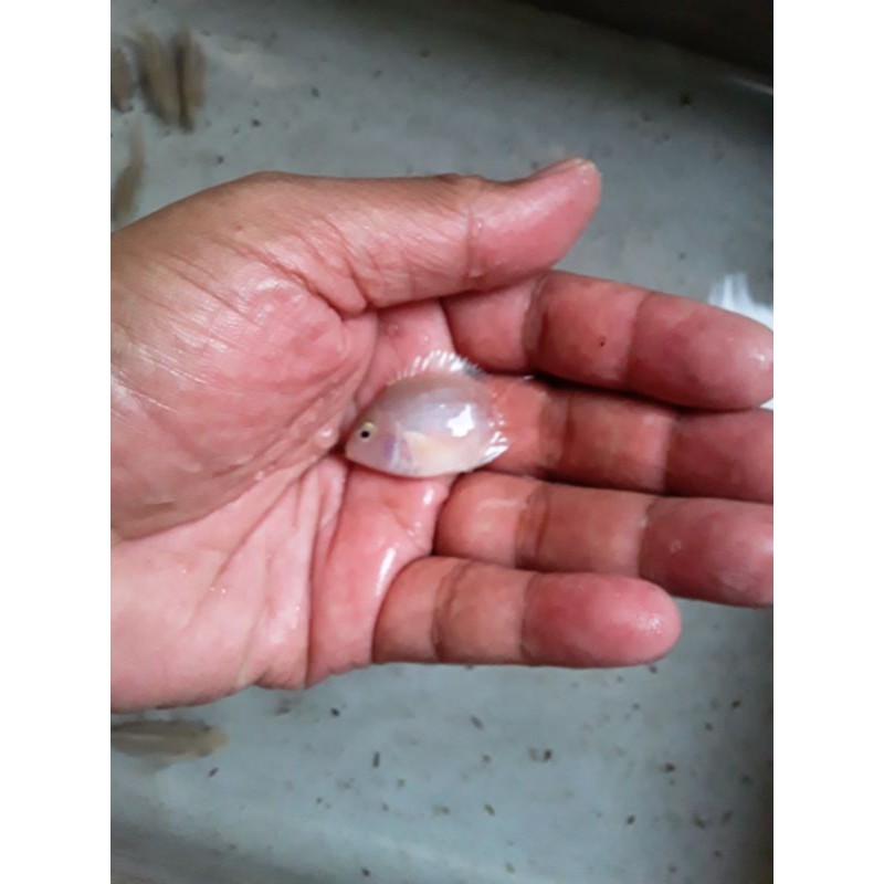 

ikan convict cichlid pink