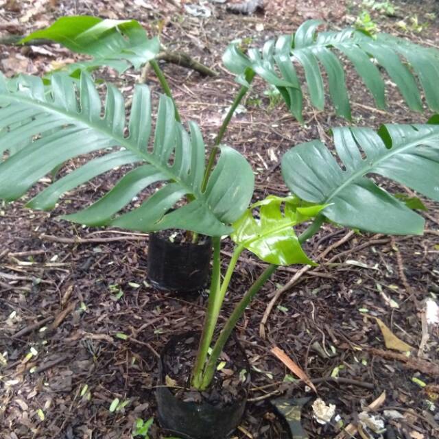 Tanaman hias philodendron monstera Epipremnum pinatum ekor  