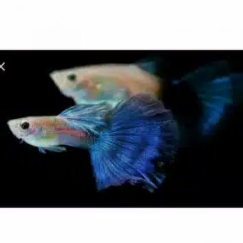 

Ikan Guppy Blue Diamond/pasangan