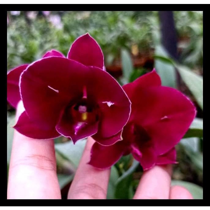 Anggrek Dendrobium Nara Red Dewasa terlaris dan termurah