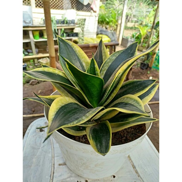 Jual lidah mertua/sansevieria tanaman hias indoor-outdoor plants ...