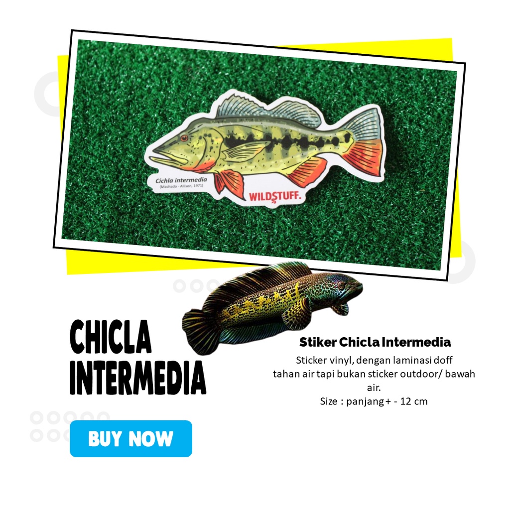 Sticker Peacock Bass Pbass Cichla Intermedia