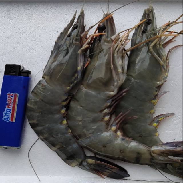 

Isi ( 17- 20 ) Udang Pancet Segar Nelayan