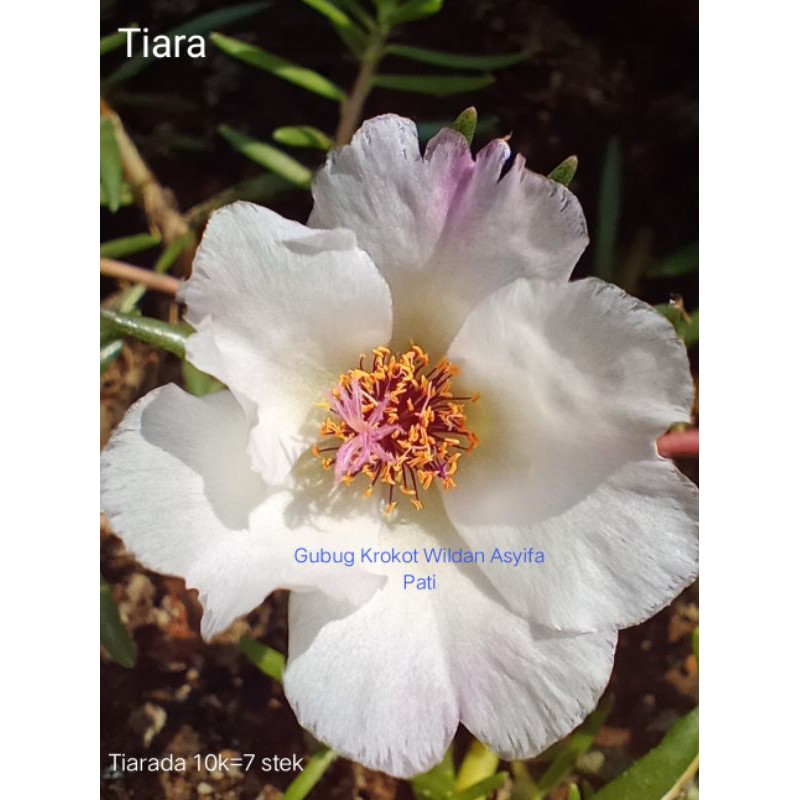 

Tiarada