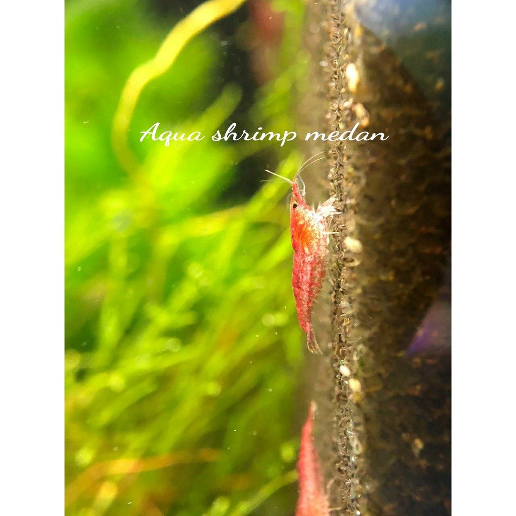 UDANG HIAS RED CHERRY / UDANG AQUASCAPE