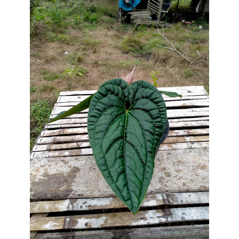 anthurium sirih/radicans