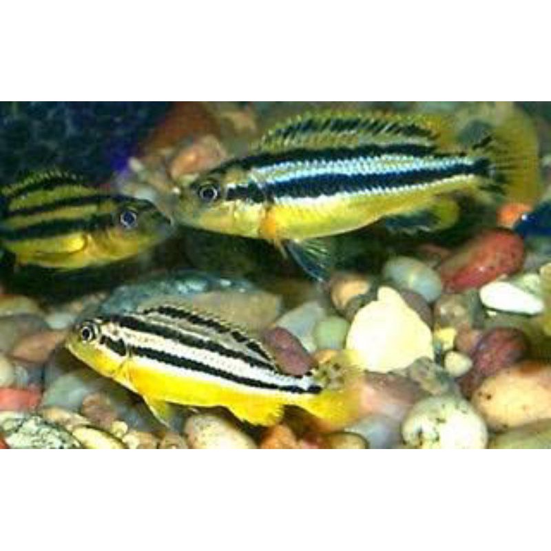 ikan hias cyclid niasa