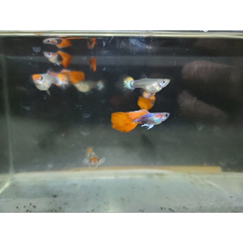 Ikan guppy koi tuxedo balon