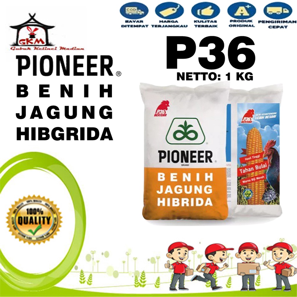 Benih Jagung Hibrida Tahan Bulai PIONEER P36 1 kg