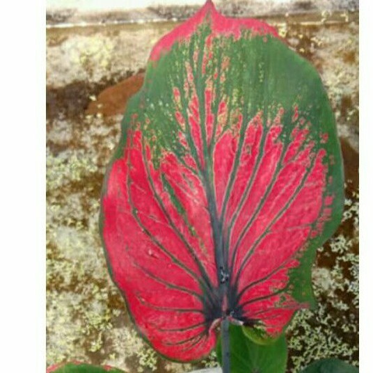 Caladium GANESHA WILIS (bibit) ~ Caladium Daun Ganda