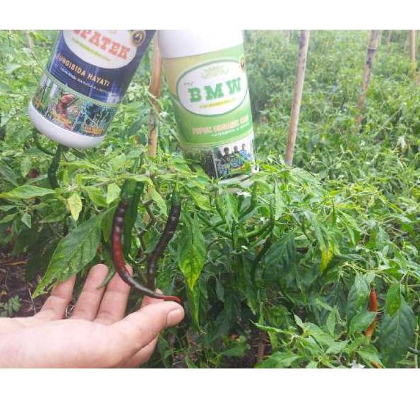 ✮ Pupuk Organik Cair - POC (BMW) ✼