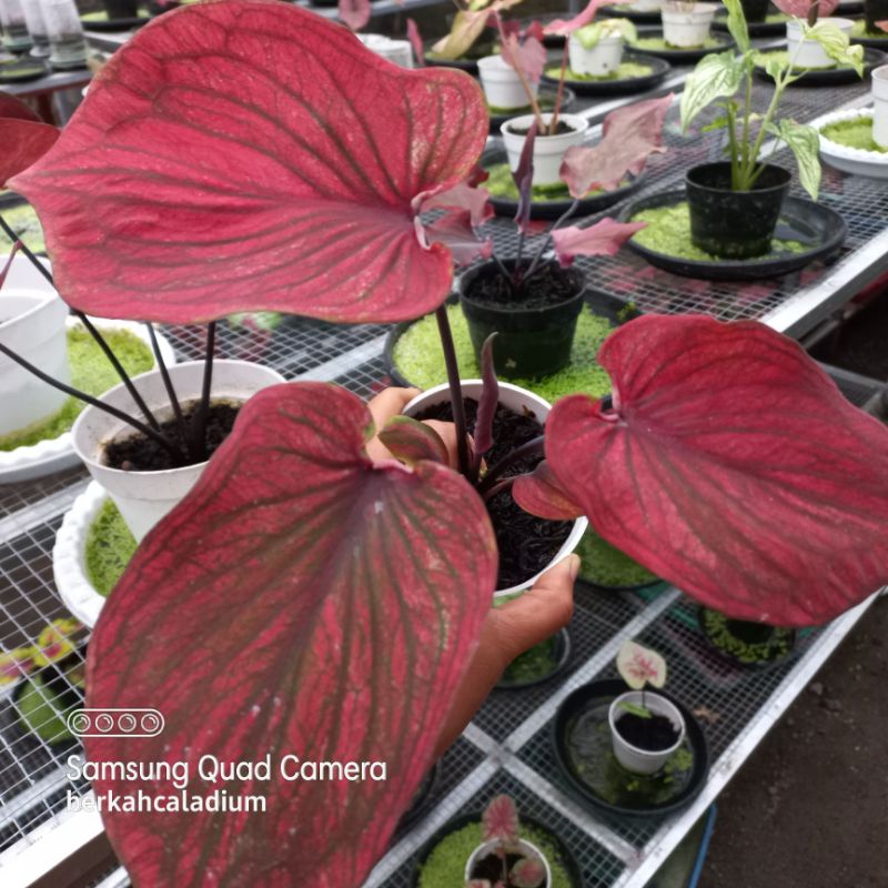 Bibit Caladium WS Nagoya