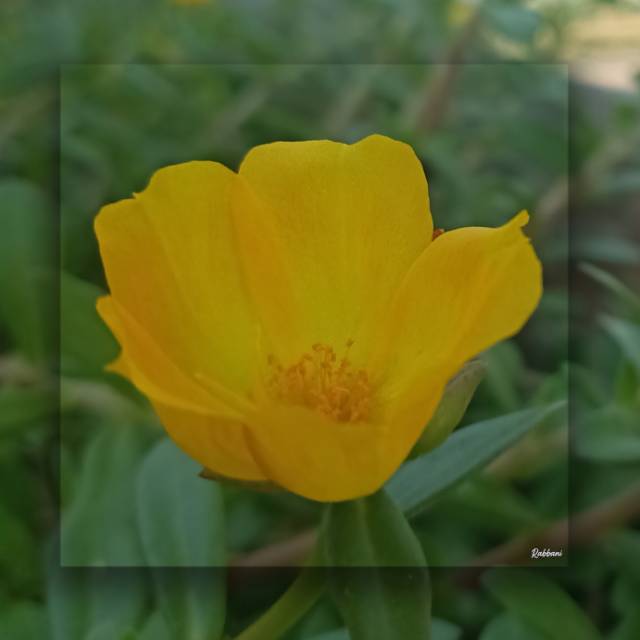 siska_dwy_harianingsih