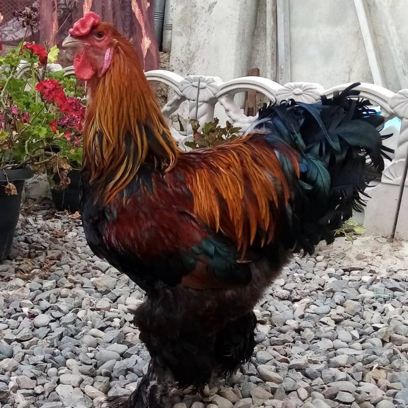 

telur ayam hias Brahma patridge untuk ditetaskan