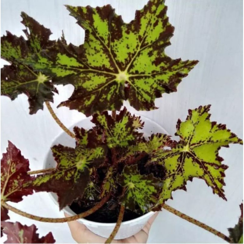 begonia phoe's cloe/begonia macan