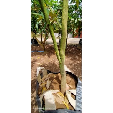 Durian Musangking Berbunga