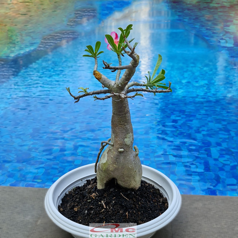 Bonsai Adenium Arabicum Obesum Kamboja Jepang Bonsae Tanaman Hias B-KJ-002