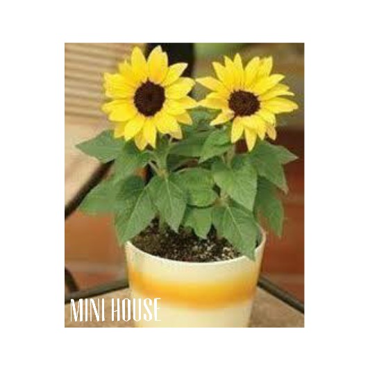 [5 biji] BIJI BIBIT BENIH BUNGA MATAHARI MINI IMPORT