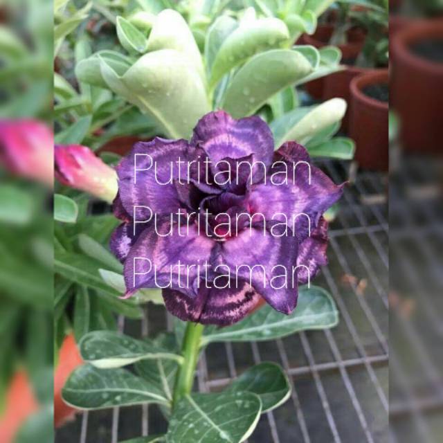 

Bibit Bunga Kamboja Jepang/Adenium Brow ( HOKI OFFICE STORE )