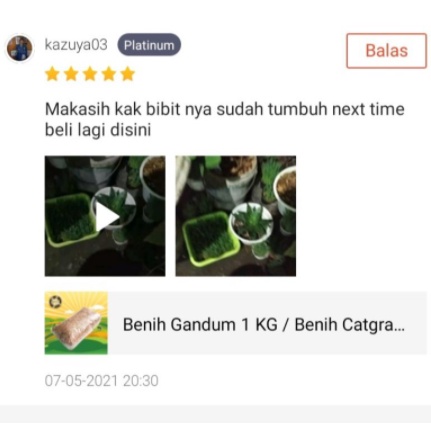 Benih Gandum 500 gr / Benih Catgrass / Rumput Kucing / Wheatgrass / Rumput Diet